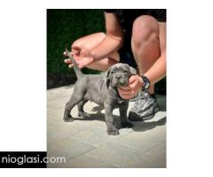 Cane Corso štenci - Slika 4/11