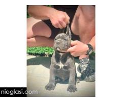 Cane Corso štenci - Slika 5/11