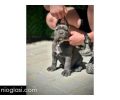 Cane Corso štenci - Slika 6/11