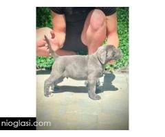 Cane Corso štenci - Slika 7/11