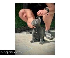 Cane Corso štenci - Slika 8/11