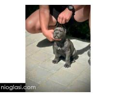 Cane Corso štenci - Slika 9/11