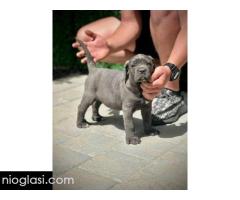 Cane Corso štenci - Slika 10/11