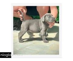 Cane Corso štenci - Slika 11/11