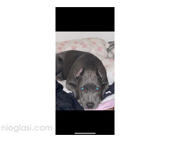 Pitbull Blueline & Lilac - Slika 9/10