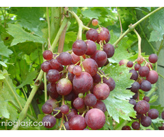 Sadnice grozdja za proleće 2023 veliki izbor sorti - Slika 4/20