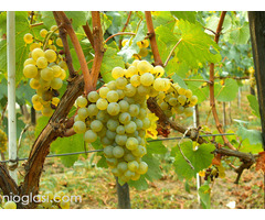 Sadnice grozdja za proleće 2023 veliki izbor sorti - Slika 9/20